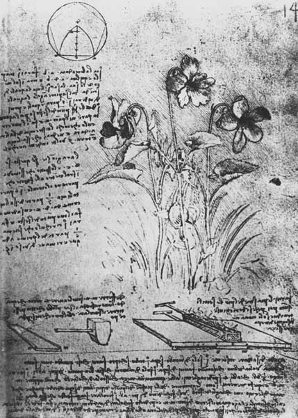 Studies of Violas (Viola odorata and Viola canina), fol. 14r from Manuscript B, c.1487-90 (pen and i a Leonardo da Vinci