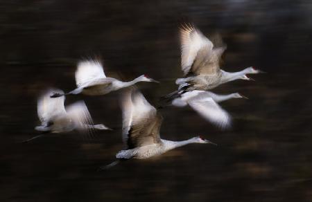Sandy Cranes flying motion