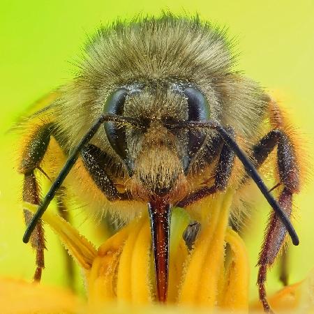 the bee portrait
