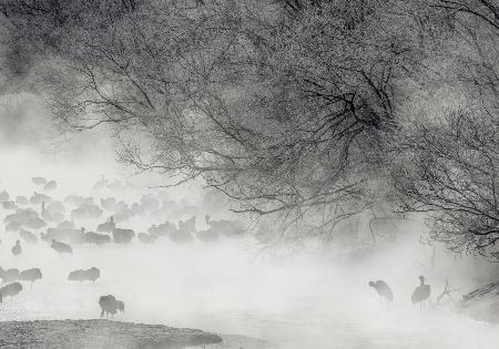 Hokkaido Winter