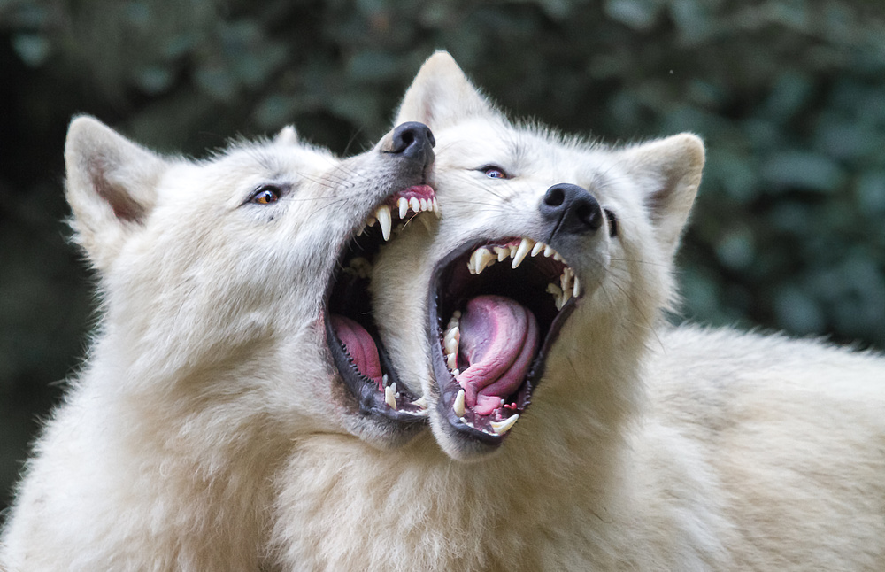 Wolf kiss a Libor Plocek
