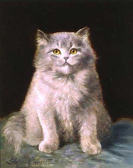 Study of a cat a Lilian Cheviot