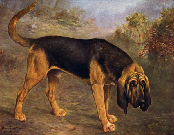 The Bloodhound Champion Hengist a Lilian Cheviot
