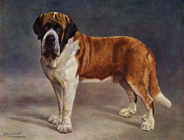 The Smooth Coated St Bernard Champion the Viking a Lilian Cheviot
