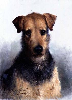 Wire Fox Terrier