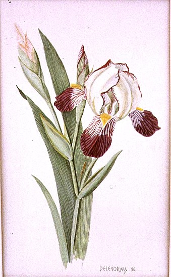 Botanical Iris, 1996 (w/c on paper)  a Lillian  Delevoryas