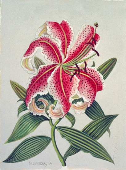Botanical Lily, 1996 (w/c on paper)  a Lillian  Delevoryas