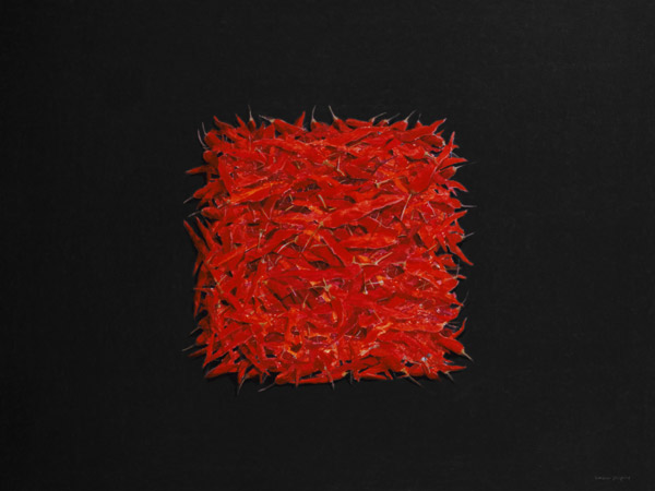 Chillies (oil on canvas)  a Lincoln  Seligman