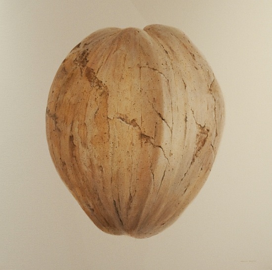 Coconut, Sri Lanka a Lincoln  Seligman