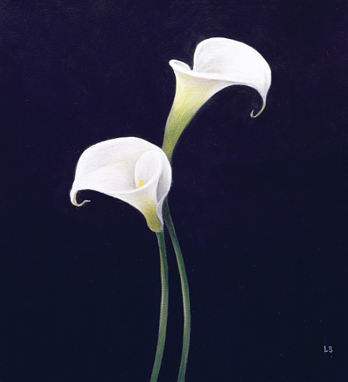 Lily (oil on canvas)  a Lincoln  Seligman