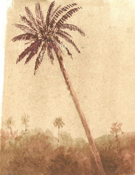 Palm Tree a Lincoln  Seligman