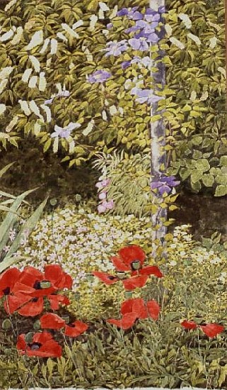 Poppies and flowering Clematis  a Linda  Benton