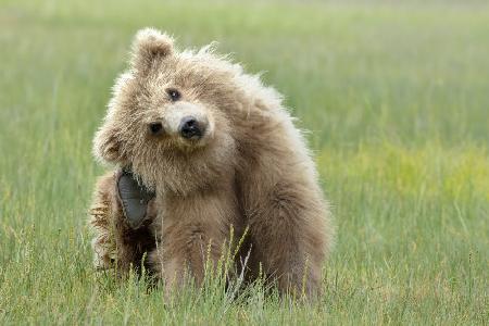 Alaskan Coastal Brown Bear Cub