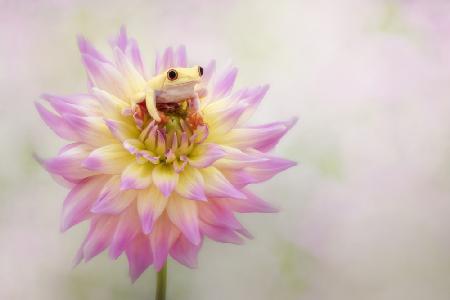 Albino Red Eyed Tree Frog on a Dahlia