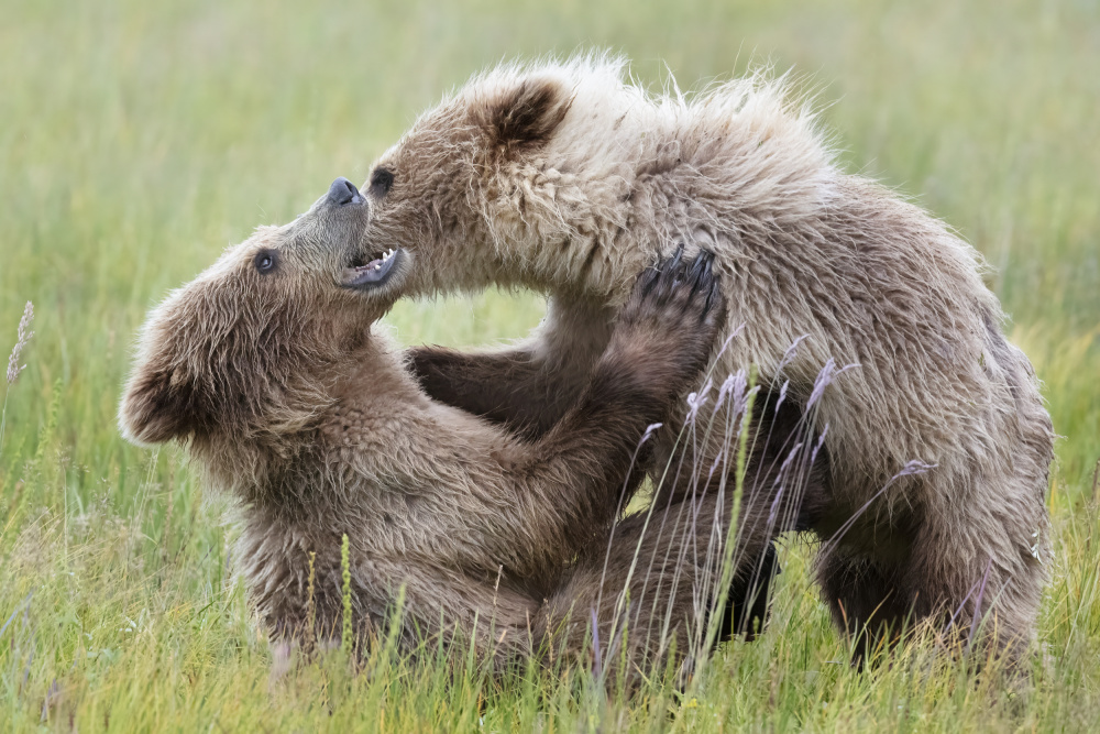 Bear Cubs Playing a Linda D Lester