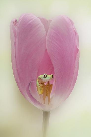 The Lemur Tree Frog and the Pink Tulip