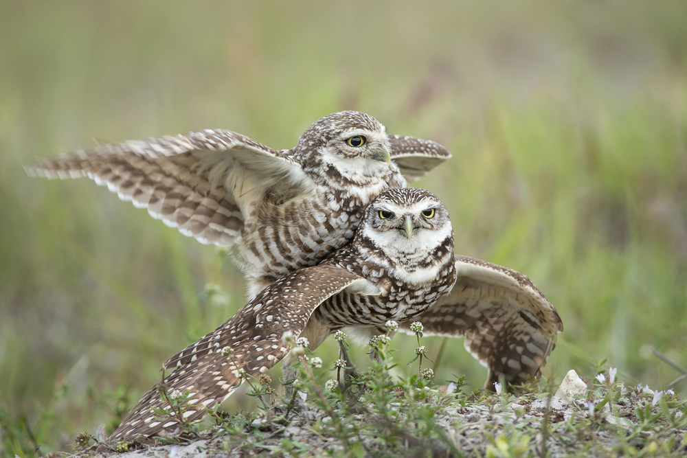 Burrowing Owls Love a Linda D Lester