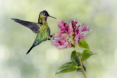 Hummingbird From Costa Rica