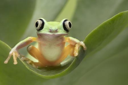 Lemur Tree Frog on a Leaf