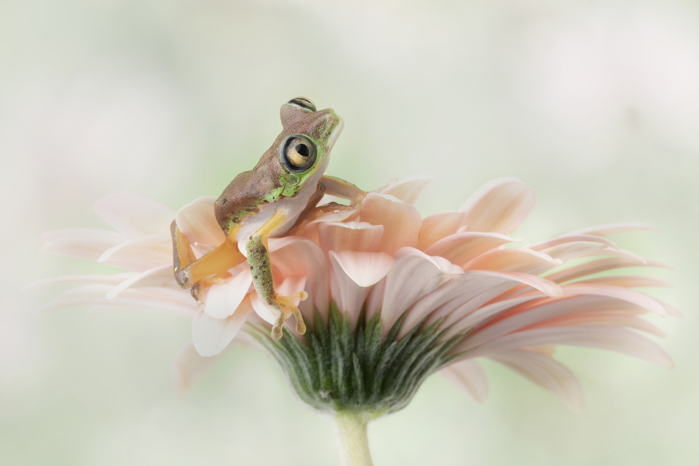 Lemur Frog on a Gerbera  Flower a Linda D Lester