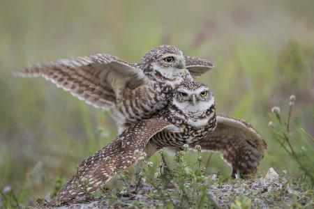 Burrowing Owl Love