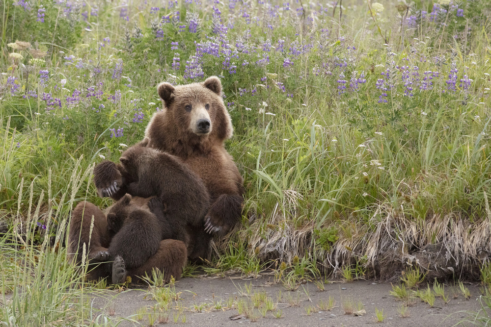 Momma Bear Nursing in the Lupines a Linda D Lester