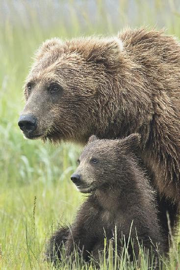 Momma Bear and Cub Portrait