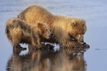 Mother and Cub Clamming