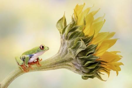 Red Eyed Tree Frog on a Sunflower