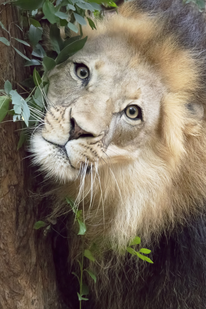Such a Handsome Male Lion a Linda D Lester