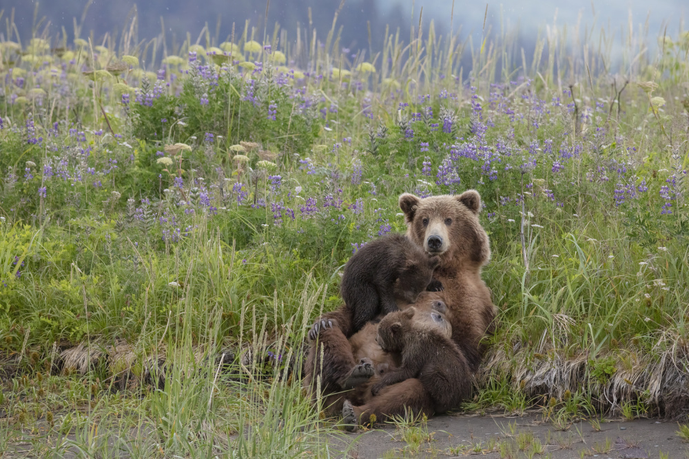 Such a Relaxed Momma Bear a Linda D Lester