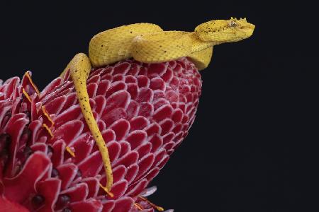 Eyelash Viper