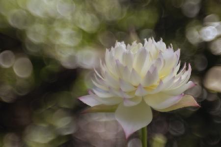 Beautiful Lotus