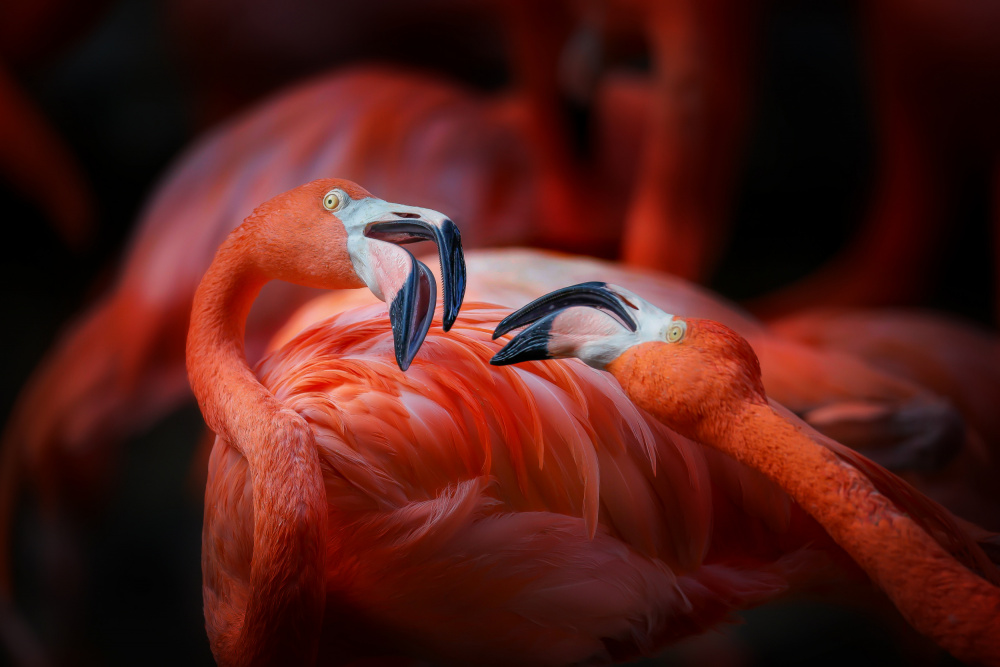 The flamingo 2 a Linli Wang