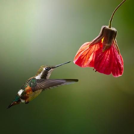 Chaetocercus Mulsanti (Colibrí de Mulsant)