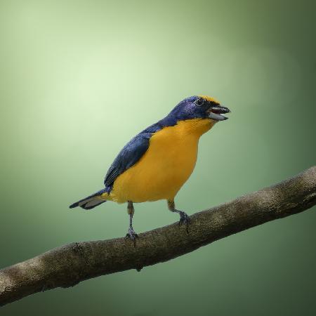 Thick-billed Euphonia