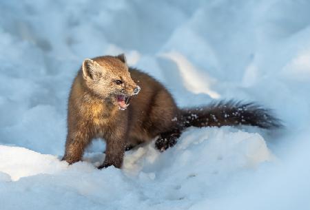 Pine Marten