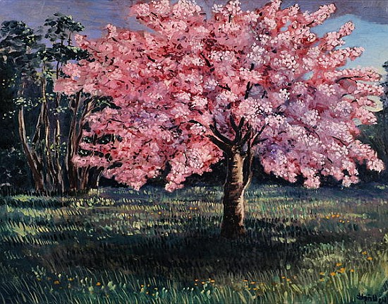 Pink Blossom, 1994 (oil on board)  a Liz  Wright