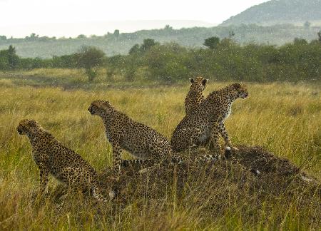 Cheetahs in Rain