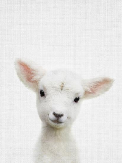 Peekaboo Baby Sheep