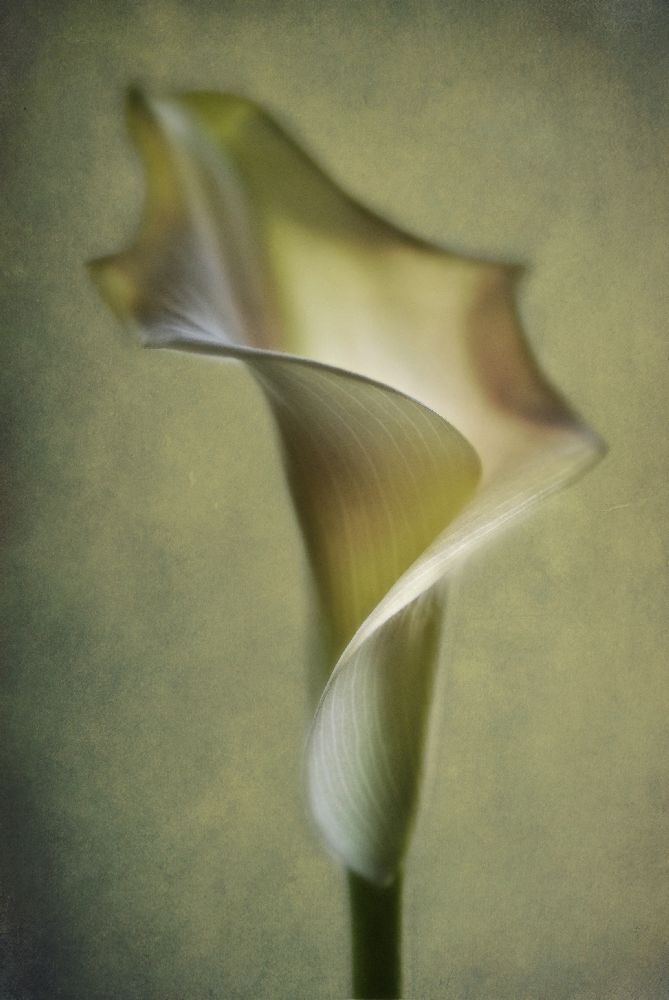 Calla Lily a Lotte Andersen