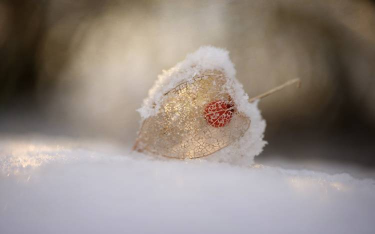 Physalis in Snow a Lotte Gronkjaer