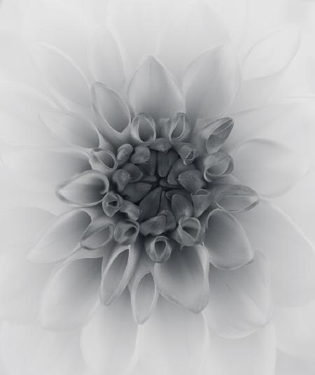 Dahlia