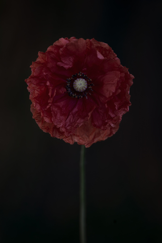 One red poppy a Lotte Grønkjær