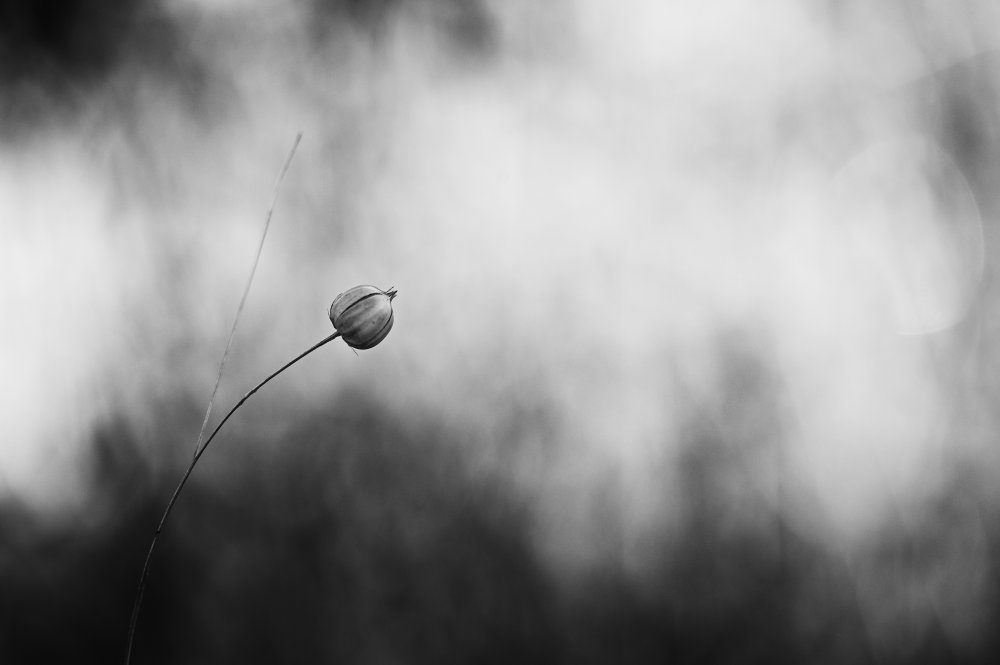 Flax after flowering a Lotte Grønkjær