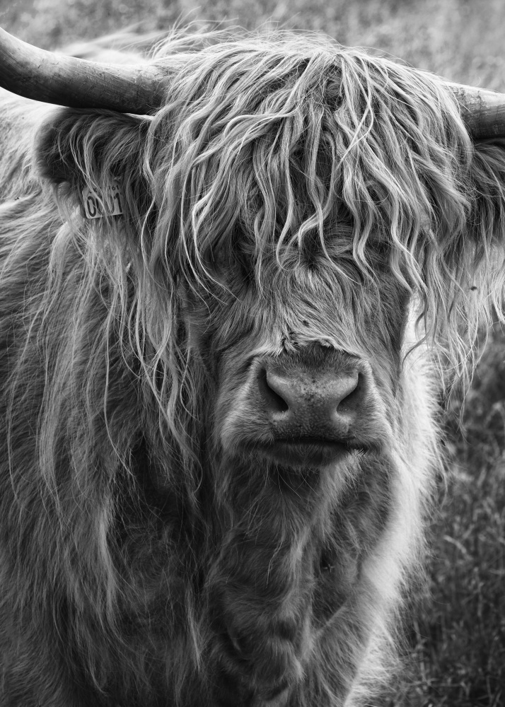 Highland cattle a Lotte Grønkjær
