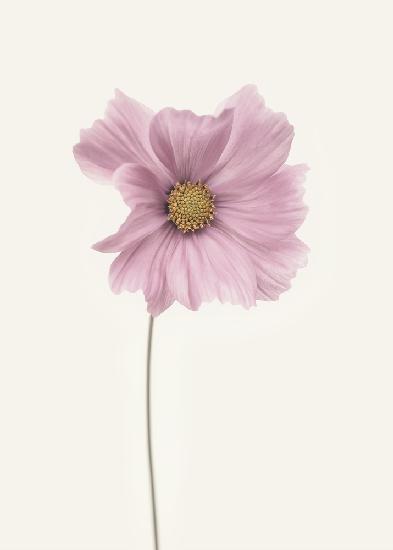 Cosmos flower