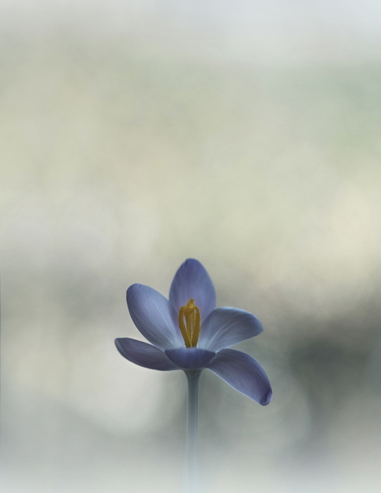 Crocus in the window a Lotte Grønkjær