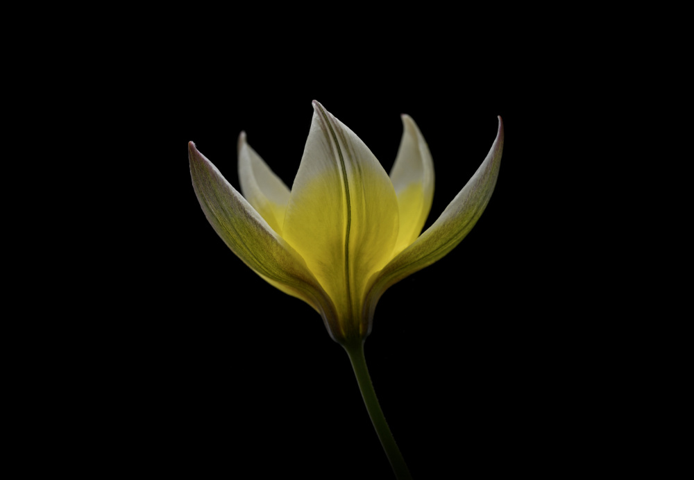 Tulipa Urumiensis a Lotte Grønkjær
