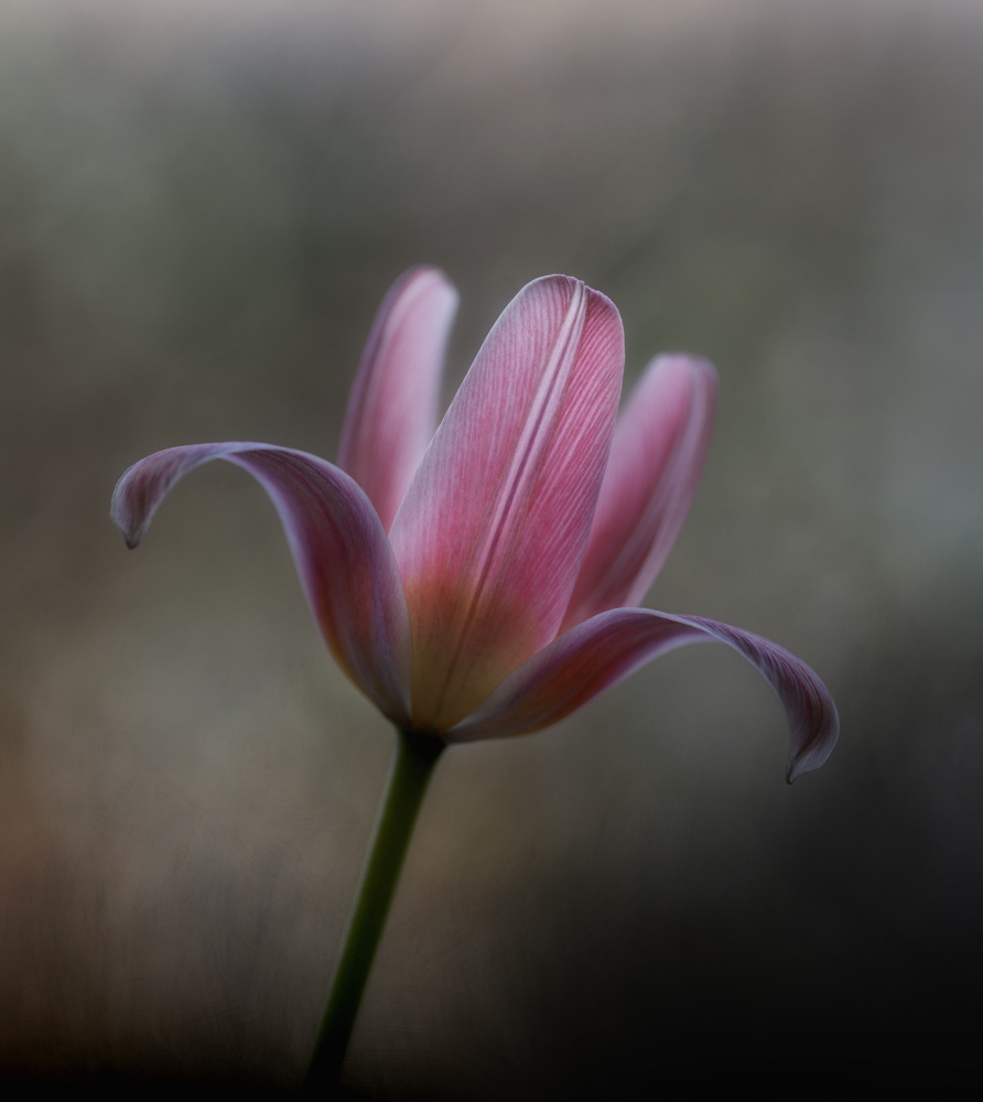 Tulip from the garden a Lotte Grønkjær